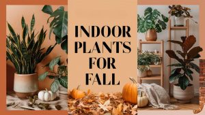 Indoor Plants for Fall