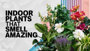 Indoor Plants for Fragrance