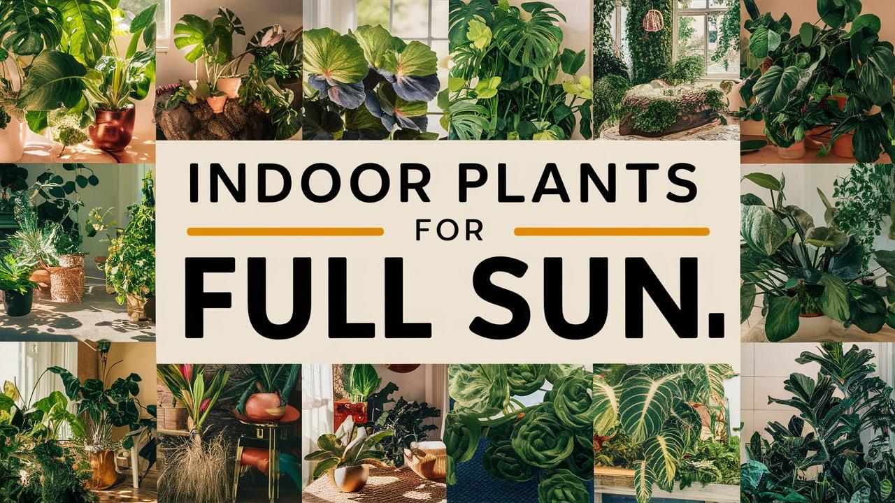 Indoor Plants For Full Sun