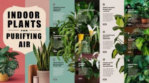 Indoor Plants For Purifying Air