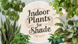 Indoor Plants for Shade