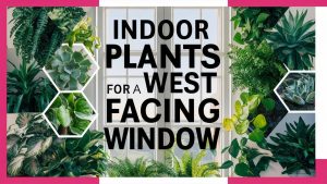 Indoor Plants for a West Facing Window