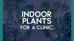 Indoor Plants for a Clinic