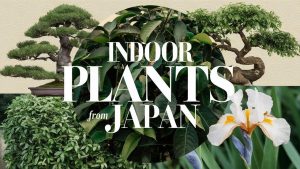 Indoor Plants from Japan