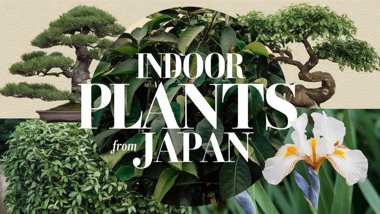 Indoor Plants From Japan