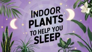 Indoor Plants To Help You Sleep