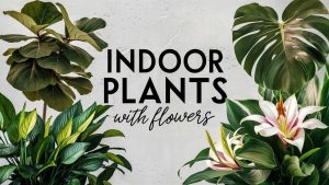 Indoor Plants with Flowers