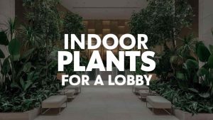 Indoor Plants for a Lobby