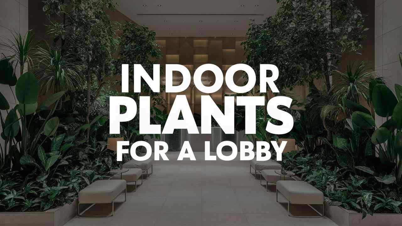 Indoor Plants for A Lobby