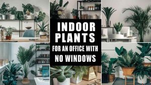 Indoor Plants for an Office With No Windows