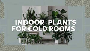 Indoor Plants for Cold Rooms