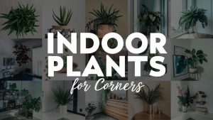 Indoor Plants for Corners