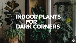 Indoor Plants for Dark Corners