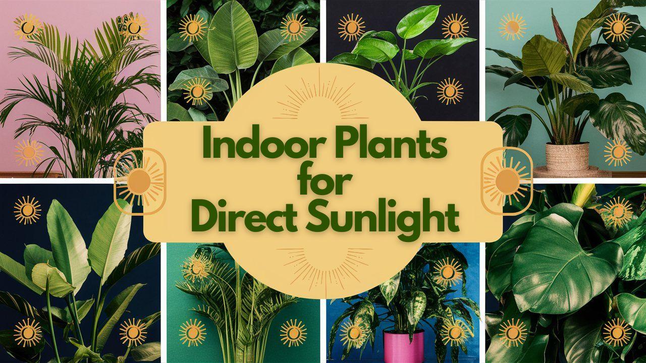 Indoor Plants for Direct Sunlight