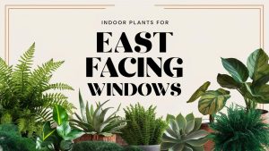 Indoor Plants for East Facing Windows