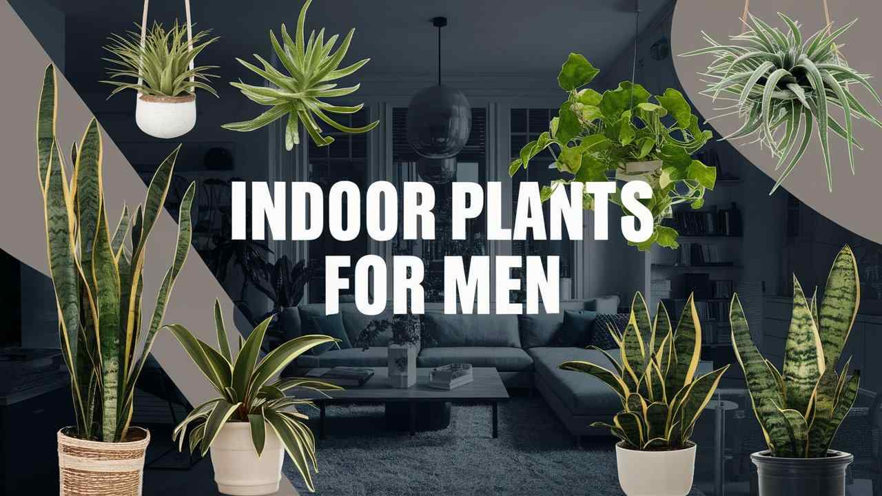 Indoor Plants for Men