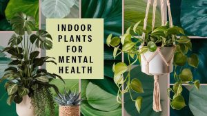 Indoor Plants for Mental Health