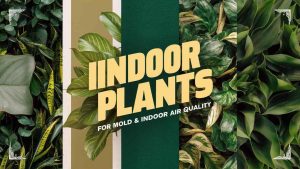 Indoor Plants That Prevent Mold