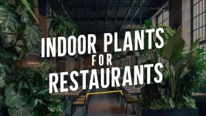 Indoor Plants for Restaurants