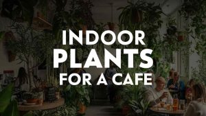 Indoor Plants for a Cafe