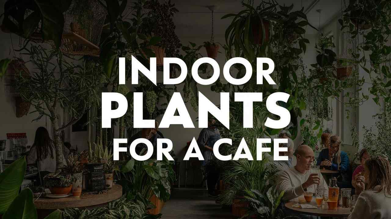 Indoor Plants for a Cafe