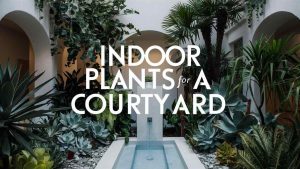 Indoor Plants for a Courtyard