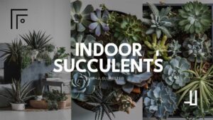 Indoor Succulents