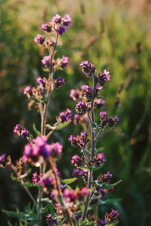 Italian Bugloss (Anchusa azurea)