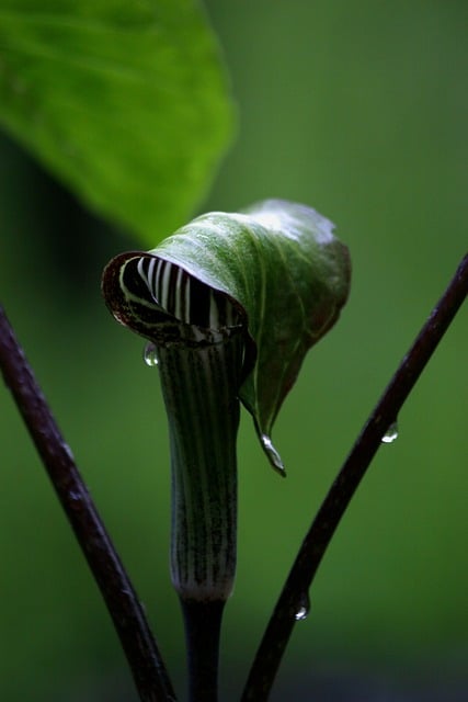 Jack-in-the-Pulpit (Arisaema triphyllum)