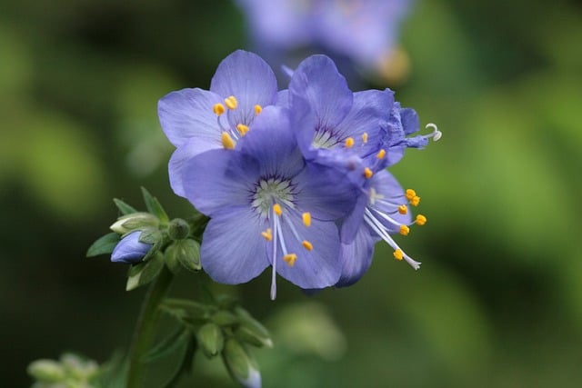 Jacob's Ladder (Polemonium Caeruleum and Cultivars)