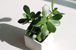 How To Prune Jade Plants