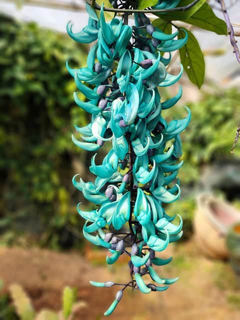 Jade Vine (Strongylodon macrobotrys)