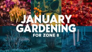 January Gardening in Zone 8