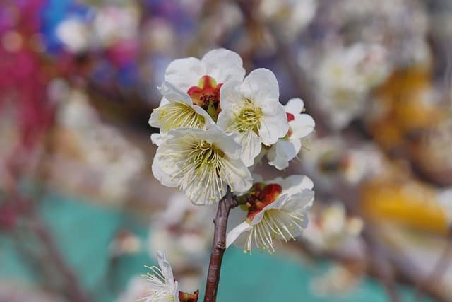 Japanese Apricot (Prunus mume)