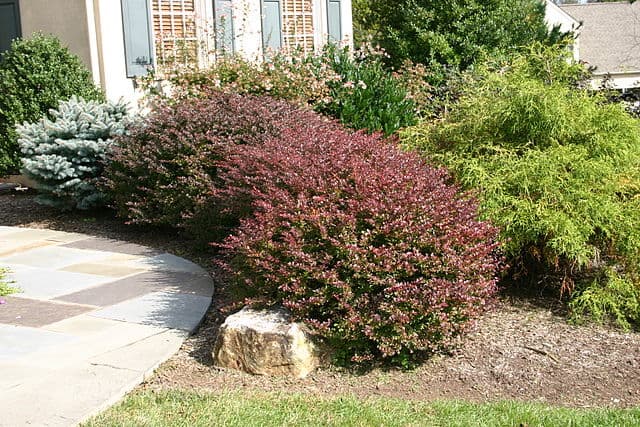 Japanese Barberry (Berberis thunbergii)