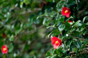 Red Winter Flowers