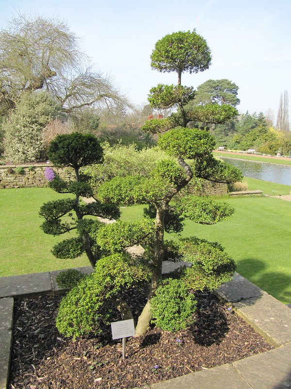 Japanese Holly Topiary