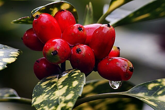 Japanese Laurel (Aucuba japonica)