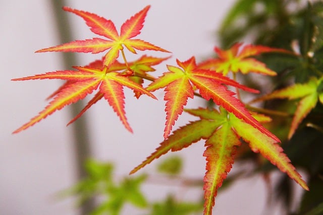 Japanese Maple (Acer palmatum) Red Green Leaf