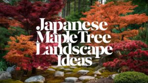 Japanese Maple Tree Landscape Ideas
