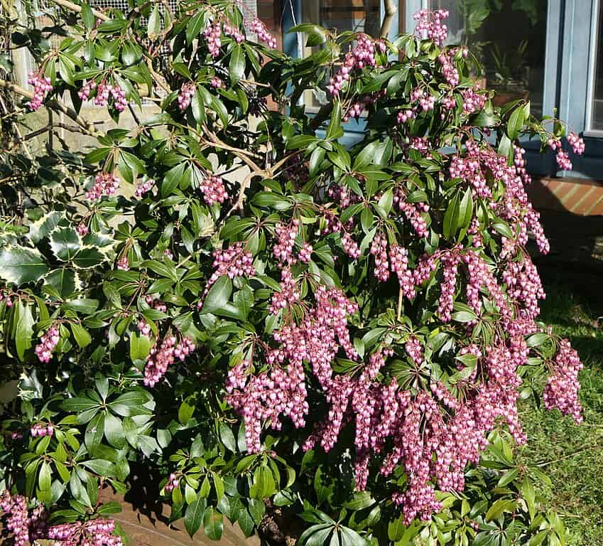 Siberian Carpet Cypress (Microbiota decussata)