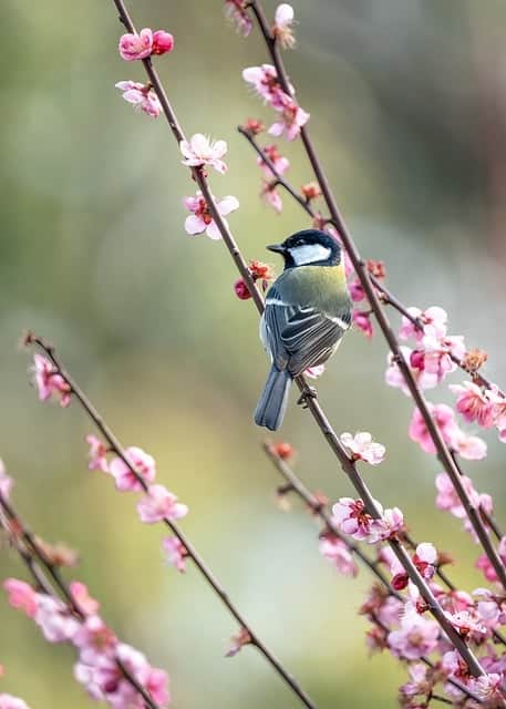 Japanese Plum (Eriobotrya japonica)