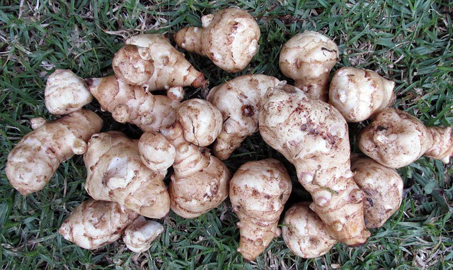 Jerusalem Artichoke Care & Harvest