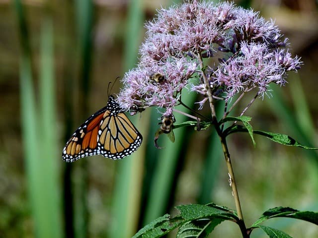 Joe Pye Weed (Eupatorium maculatum)