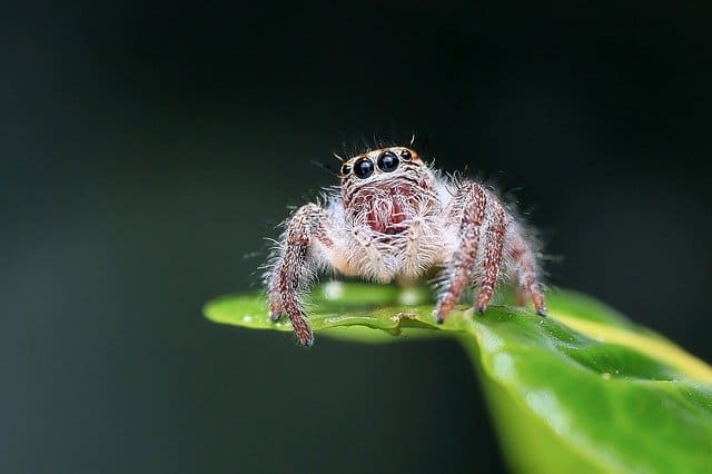 Jumping Spider on Leaf