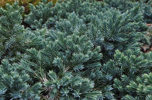 Juniper 'Blue Star' (Juniperus squamata 'Blue Star')