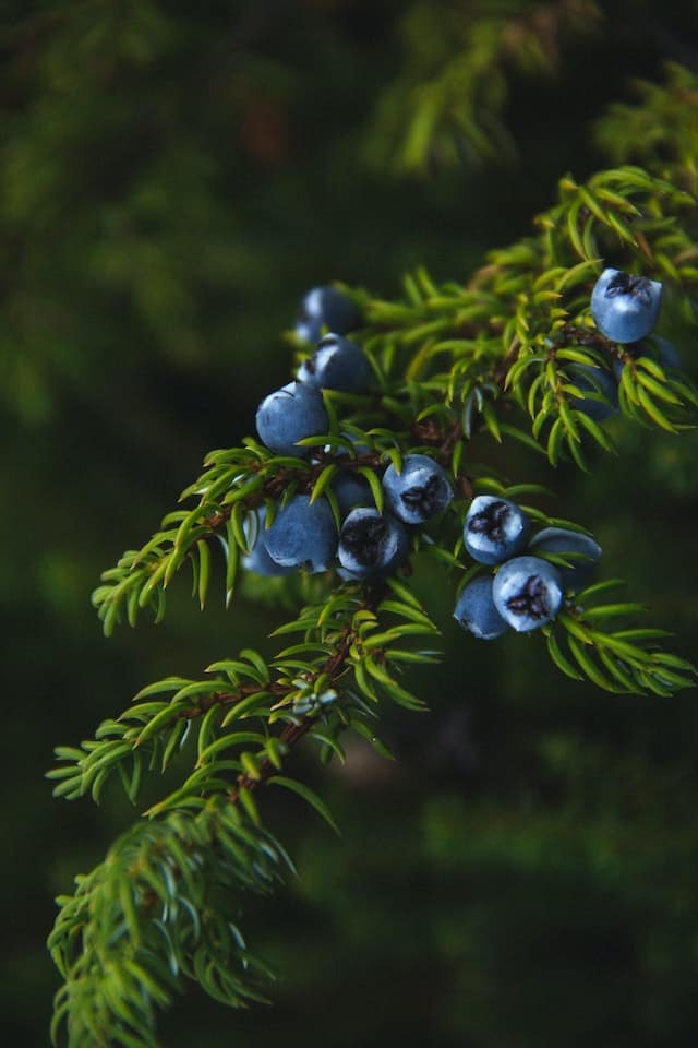 Juniper (Juniperus squamata 'Blue Star')