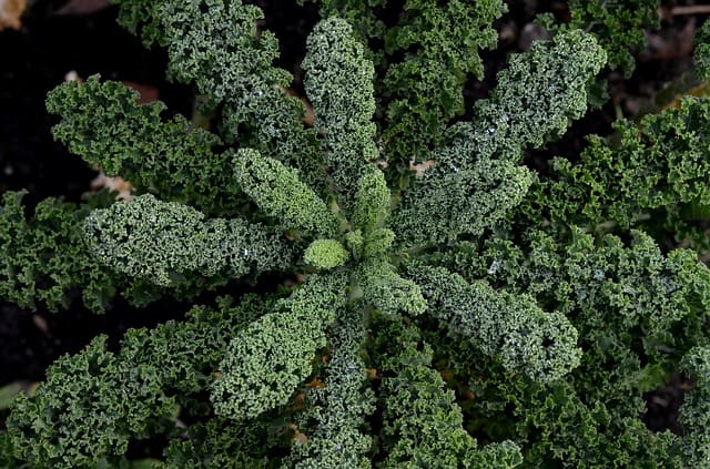 Kale Care and Maintenance