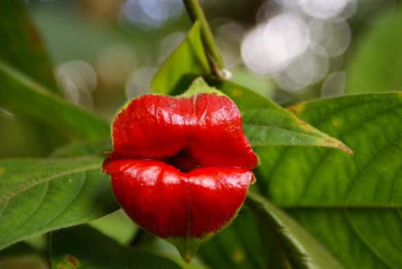 Kissing Lips (Psychotria elata) When on Earth CC-BY-SA 4.0 International