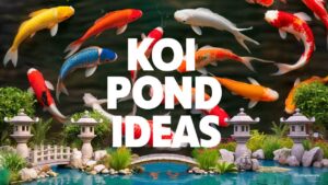 Koi Pond Ideas